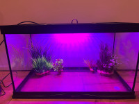  10 gallon Reptile tank  