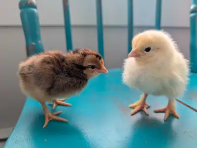 Female Cream Legbar chicks $30 each (5 available) Light Brahma chicks (unsexed) $15 each (7 availabl...