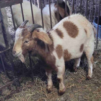 Male Goats 