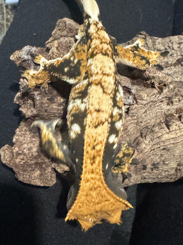 male crested gecko in Reptiles & Amphibians for Rehoming in Edmonton - Image 4