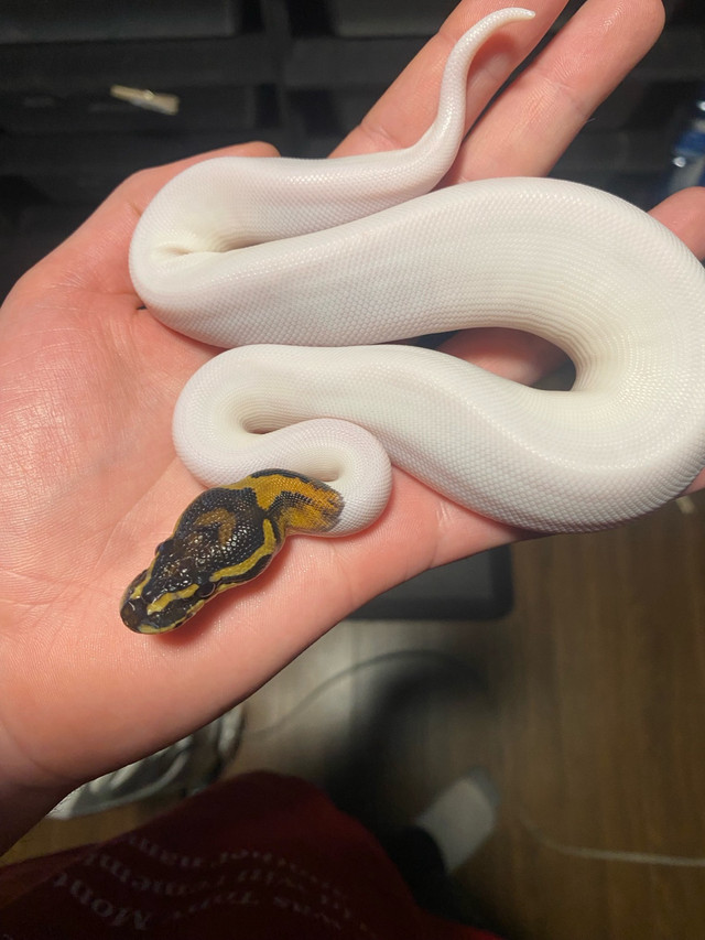 High White Pied Female Ball Python in Reptiles & Amphibians for Rehoming in Leamington - Image 2