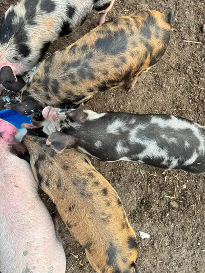 4 coloured/spotted Berkshire cross piglets for sale. 40lbs each. Males are castrated. Located near G...