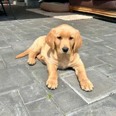 Ready to go! We have 1 beautiful, healthy Labrador/Flatcoat Retriever puppy left looking for their f...