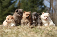 Pomeranian chiots / pomeranian puppies