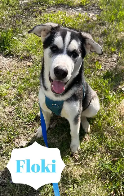 2/8 Siberian Husky Cross Pups, View more