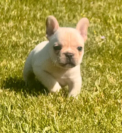 I am a CKC Registered Breeder. I have several pups available, and they are adorable. Both males and...