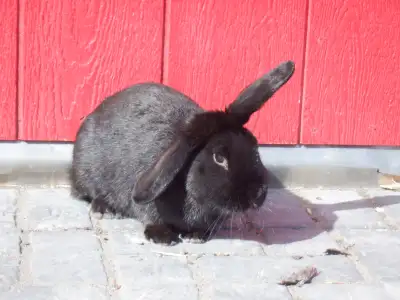 I'm selling a (very fluffy) black male rabbit. He was born June 2024. Cross of Lionhead lop, Rex and...
