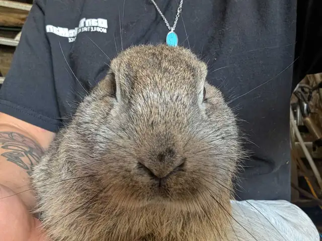Flemish giant rabbit | Small Animals for Rehoming | Owen Sound | Free ...