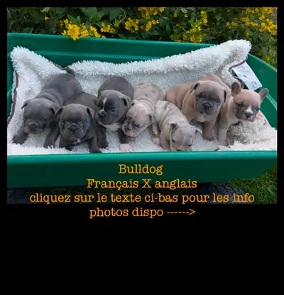 bouledogue français + anglais, mini bulldog ,frenchie x english, View more