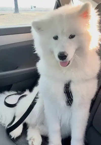 Adorable Male Samoyed 1 year old Puppy, View more