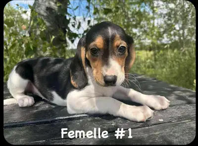 J’ai 2 chiots femelles beagles tricolore , elles sont vermifugé et je donne un sac de nourriture de...