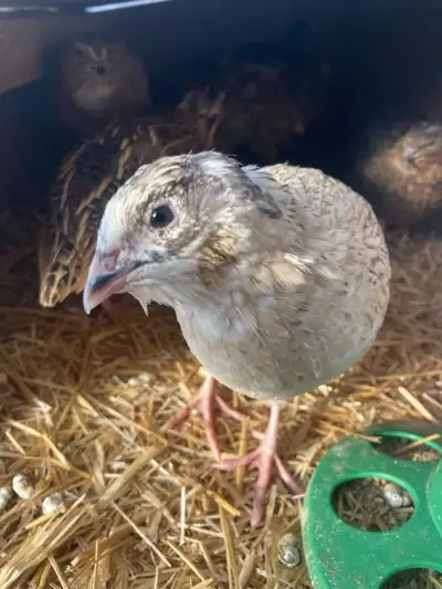 celadon Coturnix quail, View more