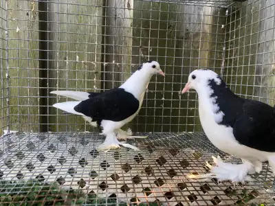 babies pigeons , View more