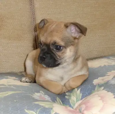 CHIHUAHUA X PUPPIES, View more