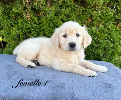 8  magnifique chiots Golden retriever, View more