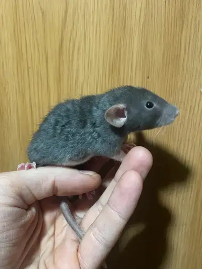I have a variety of rats for sale base prices below. Please contact for specifics as availability of...