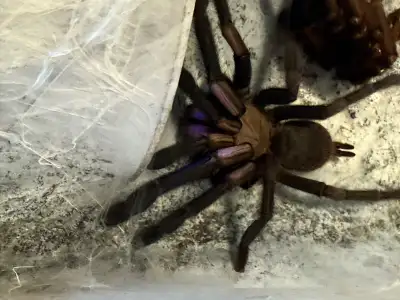 I’m getting out of breeding/collecting looking to sell what’s left of my collection. I have quite a...