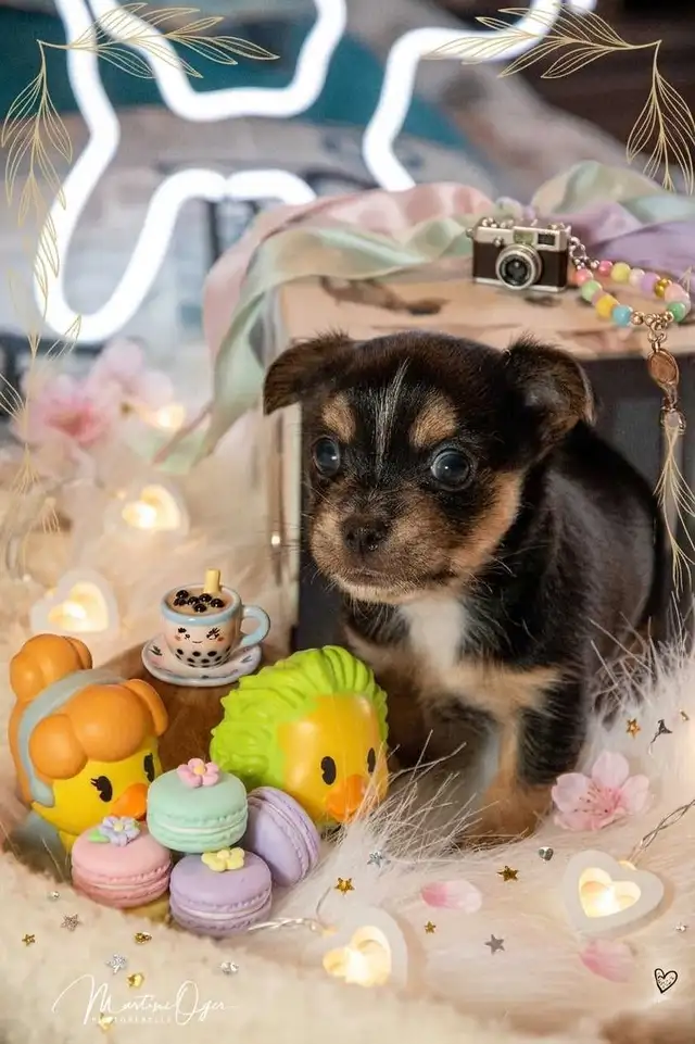 Petit mâle  chihuahua/morki ( chorkie) in Dogs & Puppies for Rehoming in Longueuil / South Shore - Image 5