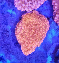 Sunburst montipora - saltwater coral frag 