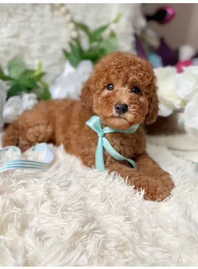 We have beautiful handsome Teddy Bear poodle, His name is Prince, 4 months old Prince is a very gent...