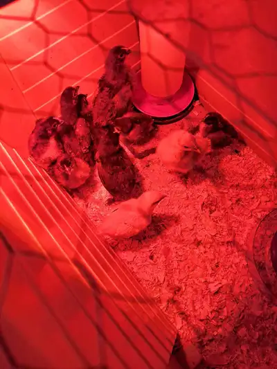 Standard size cochin baby chicks, View more