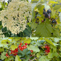 Berry Bushes, Fruit Trees, Edible and Medicinal Perennials