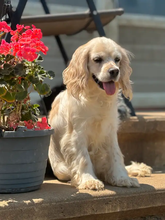 **ADOPTION SANS FRAIS** in Dogs & Puppies for Rehoming in Laval / North Shore - Image 8