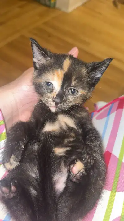 des chaton à vendre , View more