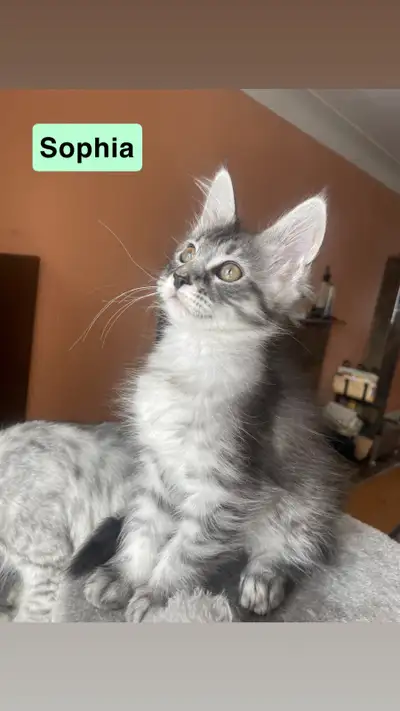 Maine Coon Kittens Available – Ottawa, View more