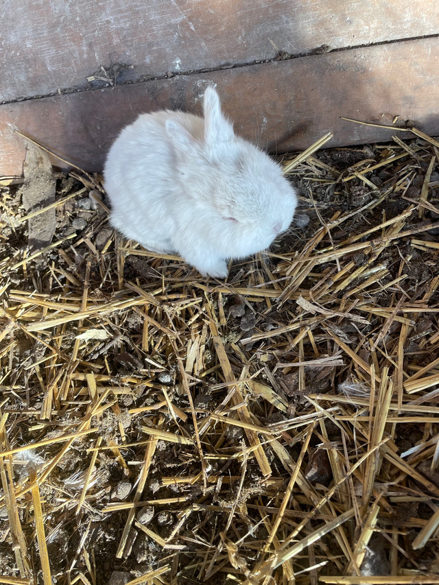 Young rabbits  in Livestock in Winnipeg - Image 3