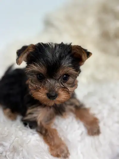 Yorkshire terrier puppies, View more
