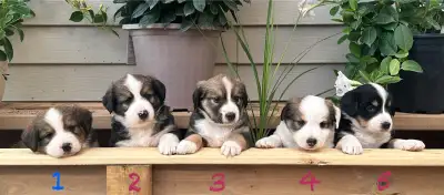 Bernese Mountain Dog x Collie Mix Puppies, View more