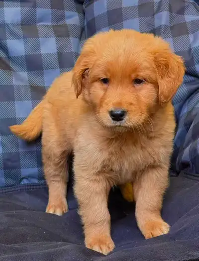 Golden retriever puppies (1 male), View more