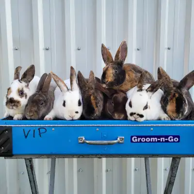 EXTRAORDINARY baby dwarf bunny rabbits! Delivery to Hamilton and GTA from Montreal. Bunnies priced f...