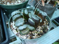 Haworthia truncata plants