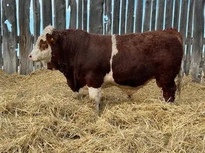 Yearling Simmental Fullblood Bulls, View more