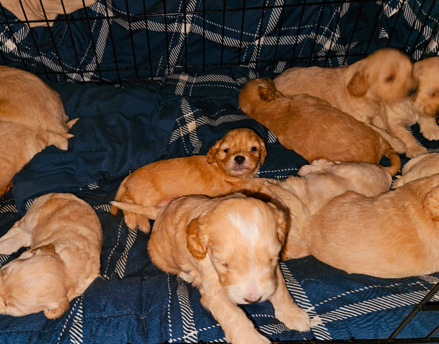 F2 Cockapoo Puppies 3 Boys 3 Girls!From an amazing litter of 11! dans Chiens et chiots à adopter  à Région de Mississauga/Peel