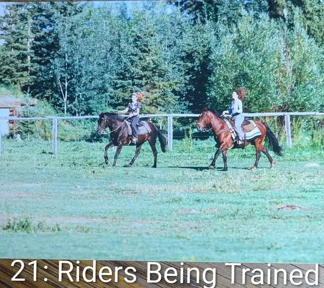 Learning Gentling horses539802913431234564