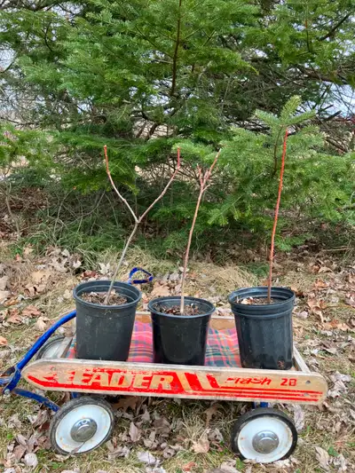 Arbres en pots de 3 ans, View more