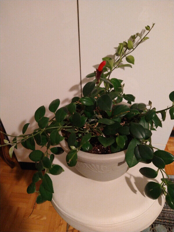 Lipstick Plant Beautiful Healthy in bloom Plante Rouge à levres dans Décoration intérieure et accessoires  à Ville de Montréal - Image 2