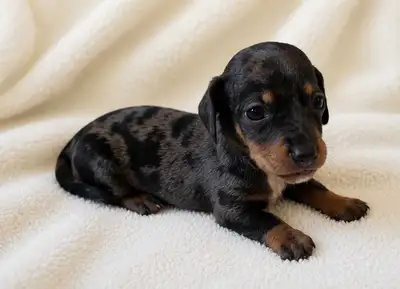 Mini Dachshunds, View more