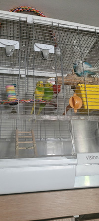 Vision cage and 3 budgies birds 