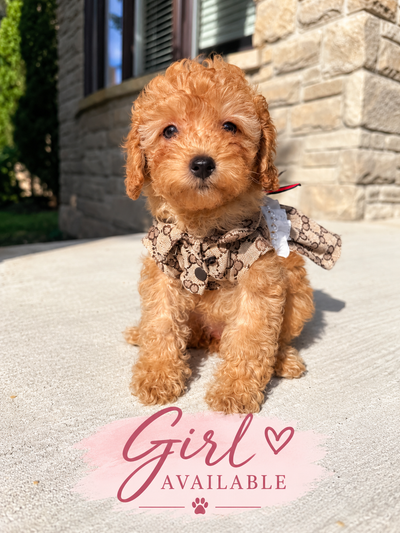Toy poodle puppies, View more