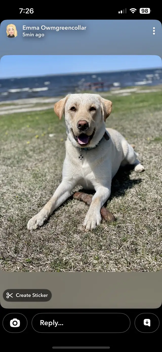 Purebred Labrador Puppies in Dogs & Puppies for Rehoming in Stratford - Image 9