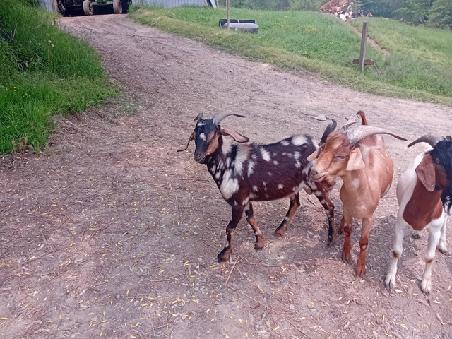 Bouc chevres dans Animaux de ferme  à Sherbrooke