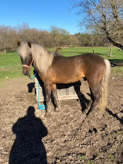 étalon large poney (12 mains) , View more