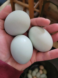 Ameraucana hatching eggs 
