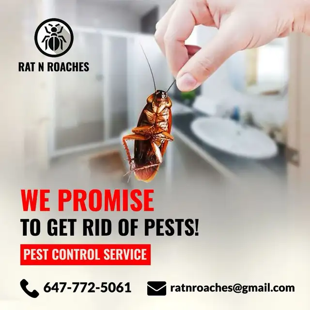 Rat N Roaches Pest Control Services478192057325998081