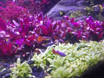 I have plenty of guppies for sale. There will be both males and females. Theyre about 1.5-2cm long....