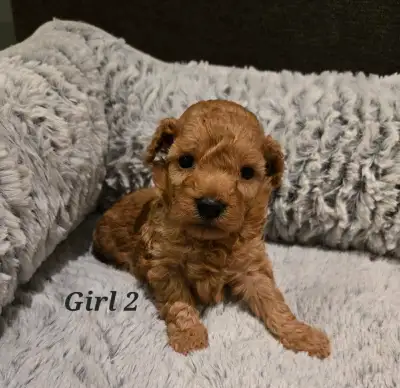 Hello, We're looking for good homes for these 4 adorable puppies. They're born May 14th. We have 3 g...
